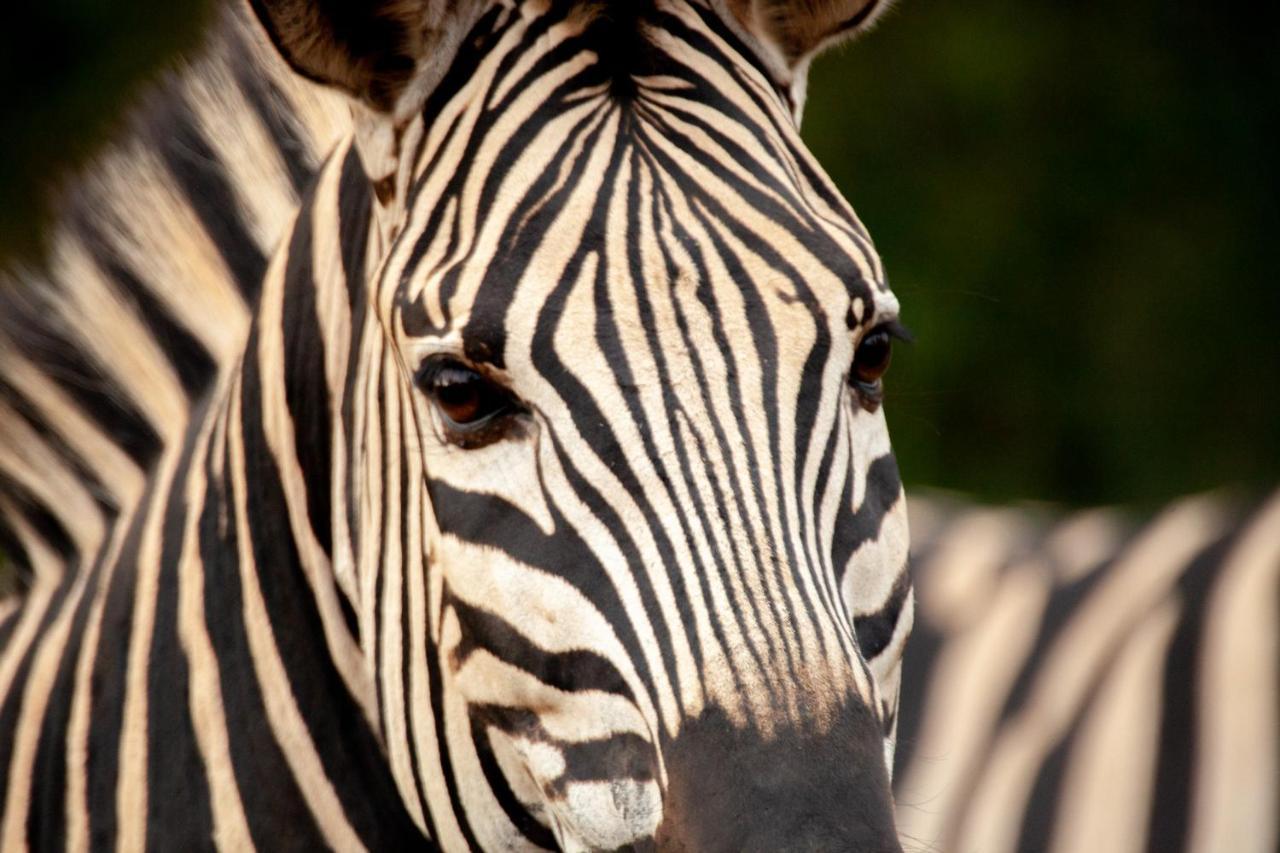 Karongwe Portfolio- Shiduli Private Game Lodge *