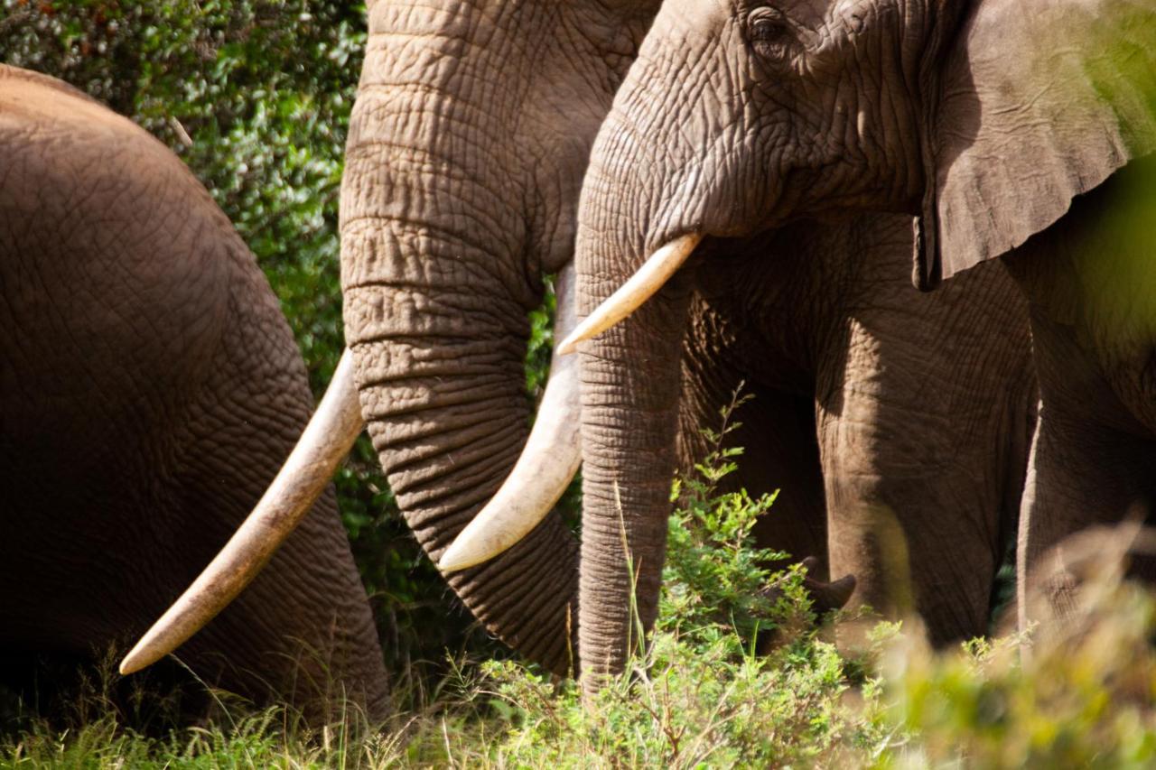 Karongwe Portfolio- Shiduli Private Game Karongwe Game Reserve