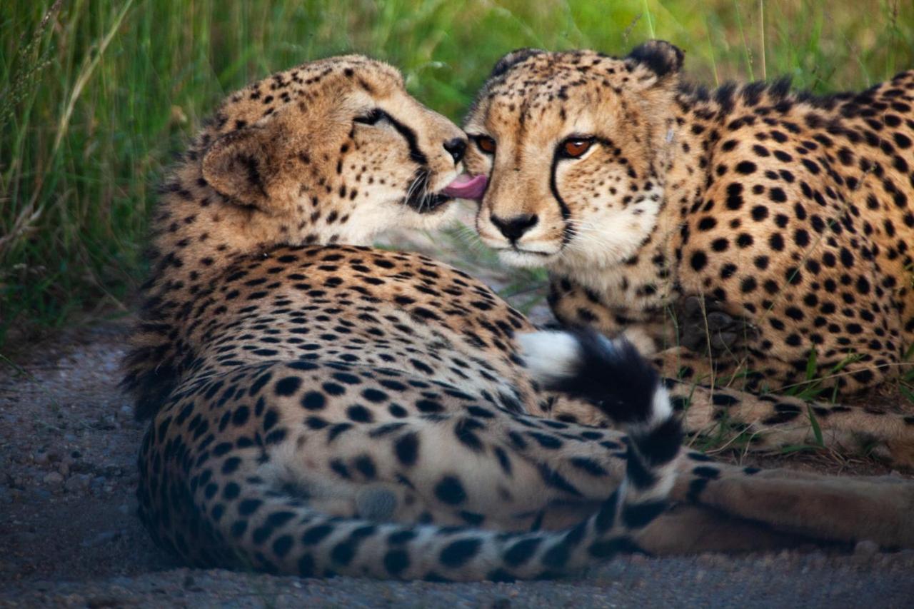 Lodge Karongwe Portfolio- Shiduli Private Game *