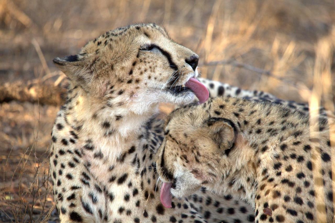 Karongwe Portfolio- Shiduli Private Game *