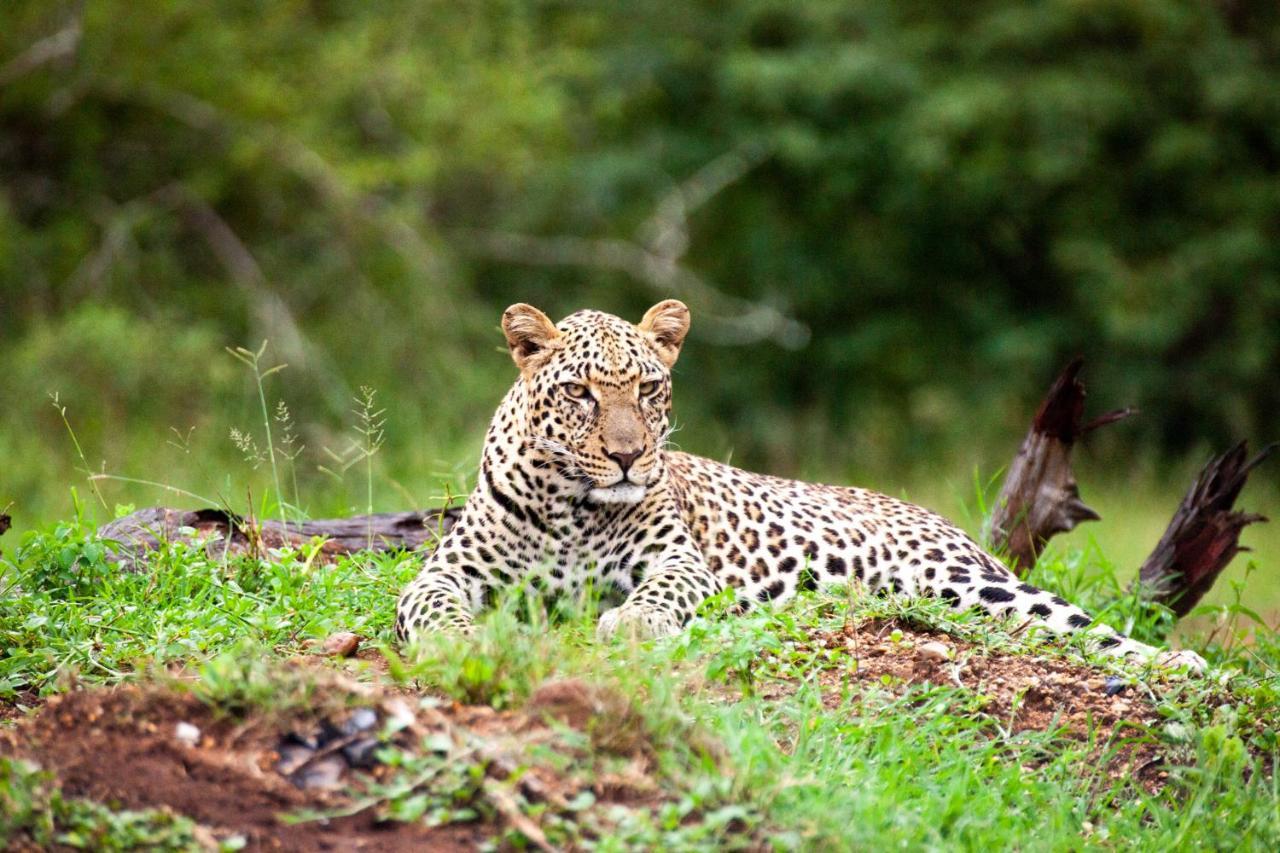 Lodge Karongwe Portfolio- Shiduli Private Game *