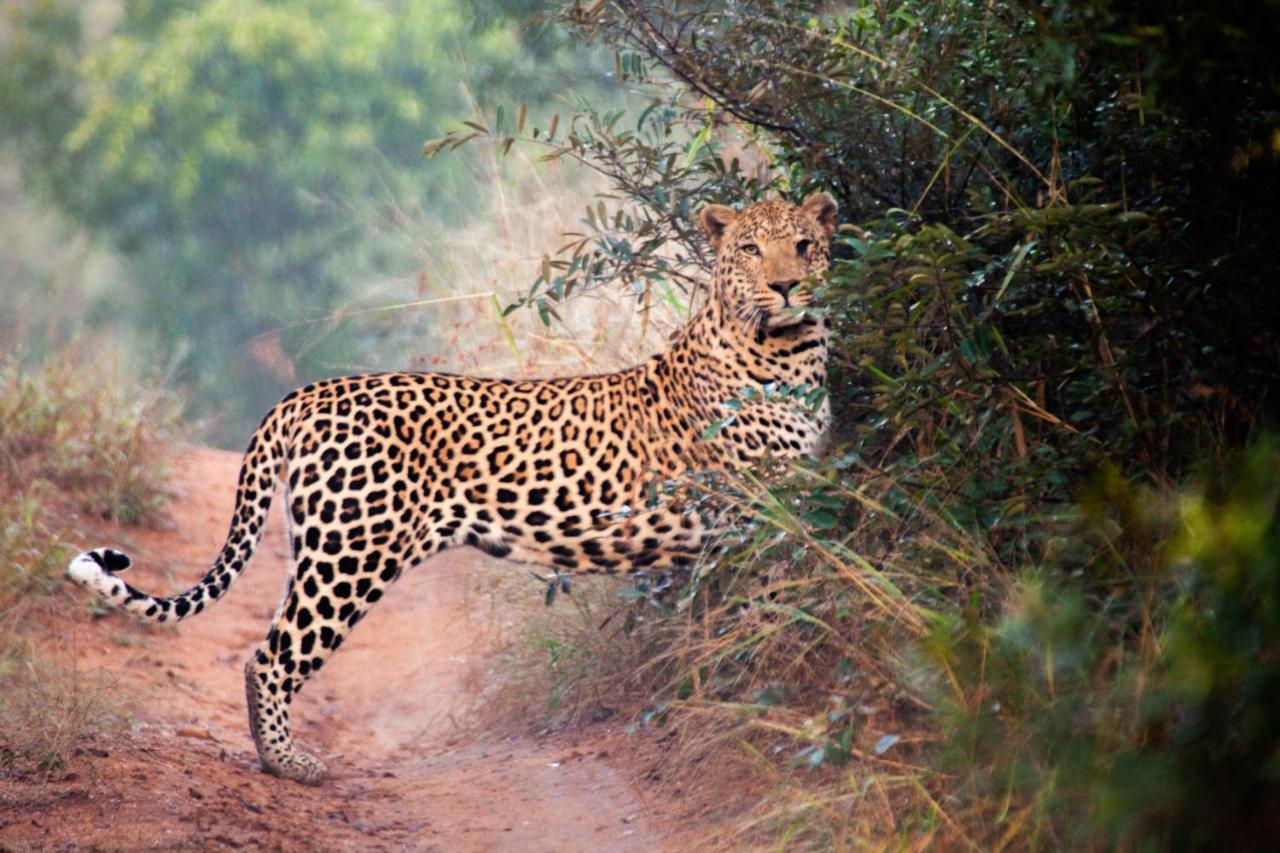 Karongwe Portfolio- Shiduli Private Game *