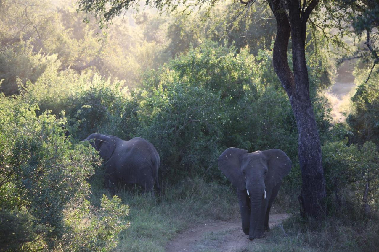 Karongwe Portfolio- Shiduli Private Game Lodge Karongwe Game Reserve