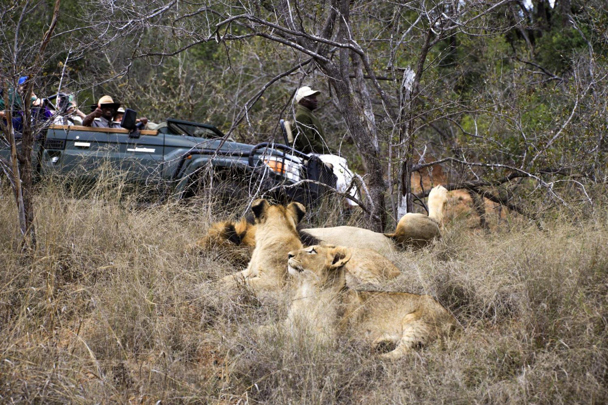 Karongwe Portfolio- Shiduli Private Game Lodge Karongwe Game Reserve