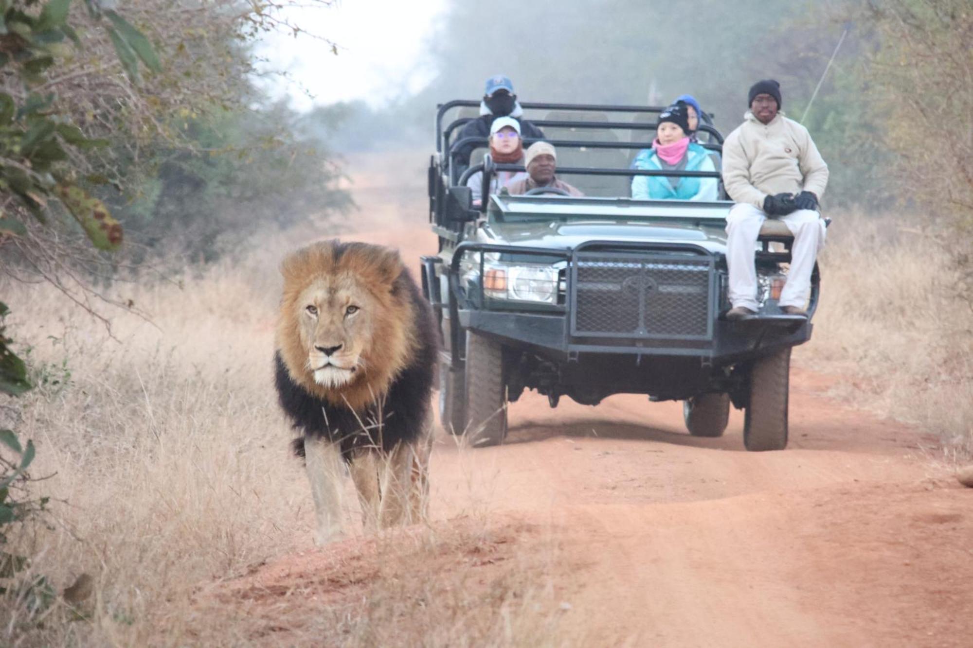 Karongwe Portfolio- Shiduli Private Game Lodge